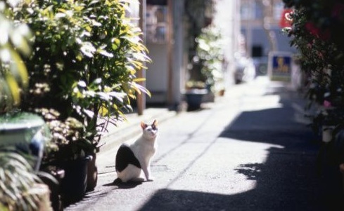 street cat.jpg street cat.jpg