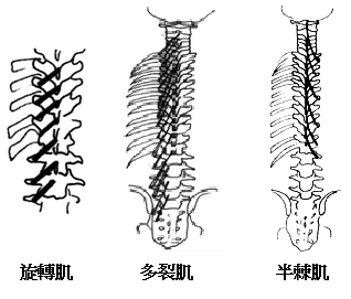 肌肉、肌腱、韌帶解剖學（四）