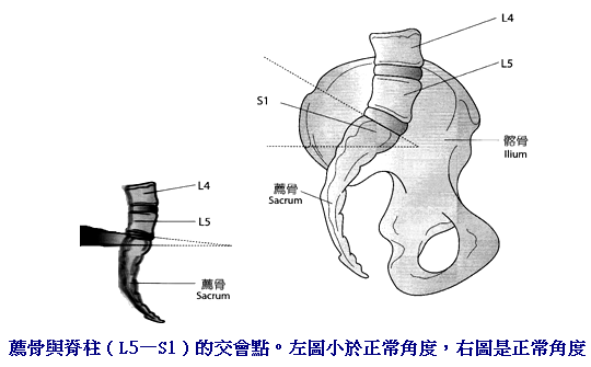 肌肉、肌腱、韌帶解剖學（四）