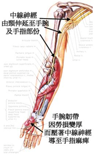 基礎解剖學 一 九大關節基本構造 一 頸肩肘腕 米禮鹿 痞客邦