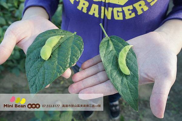 台灣本土黃豆(豆筴)-迷你豆 高雄有機豆漿