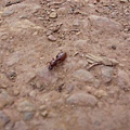 超大隻的螞蟻