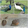 清境遊1-孔雀園好吃鳥類.jpg