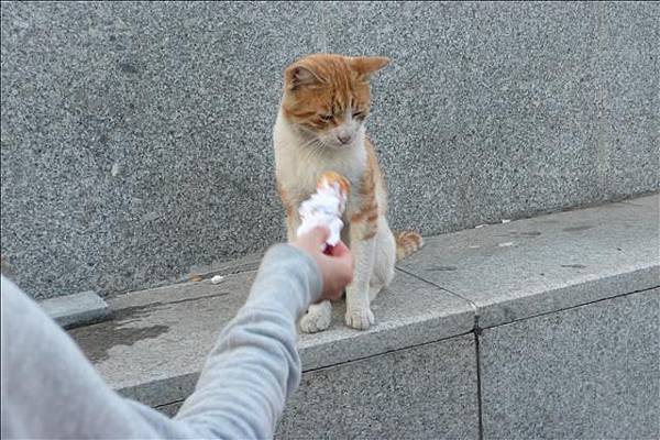 不吃了  真挑食