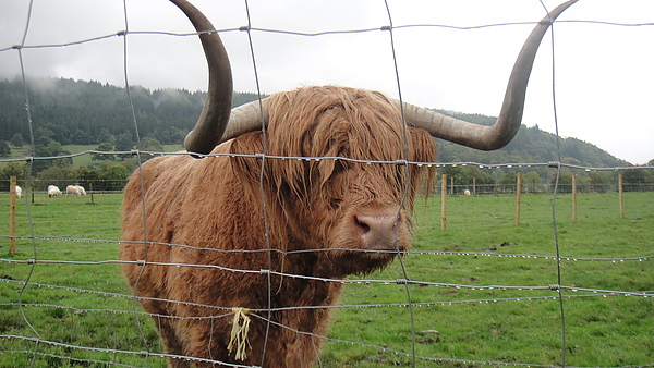 我們這三天的目標--Highland cow--終於現身了