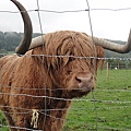 我們這三天的目標--Highland cow--終於現身了