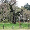 970410_03上賀茂神社-5.JPG