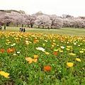 昭和公園賞櫻-47.jpg