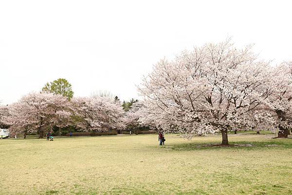 昭和公園賞櫻-51.jpg