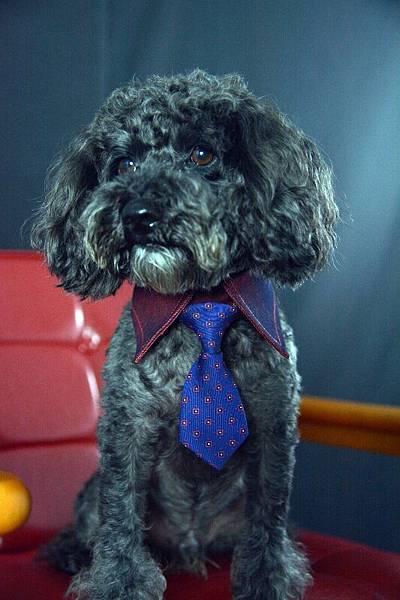 DSC_7892 (533x800).jpg