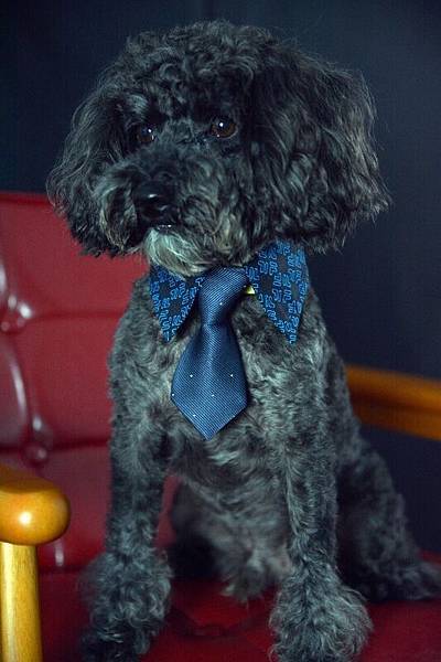 DSC_7918 (533x800).jpg