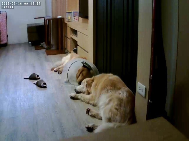 女人知己专家文章分享- 『团购』安心加族\/小苹