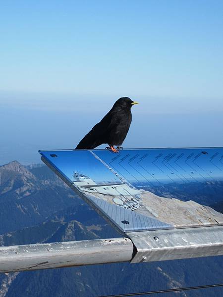 這什麼鳥啊ccy幫我鑑定一下