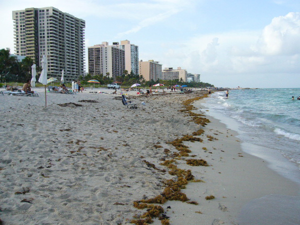 Miami Beach 都是飯店.JPG