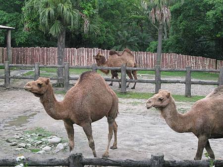 1030427動物園40.JPG