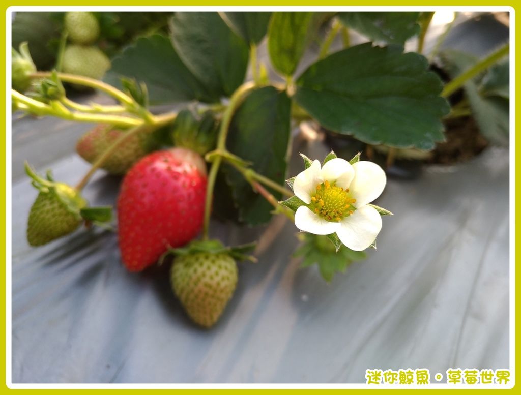 草莓15.jpg