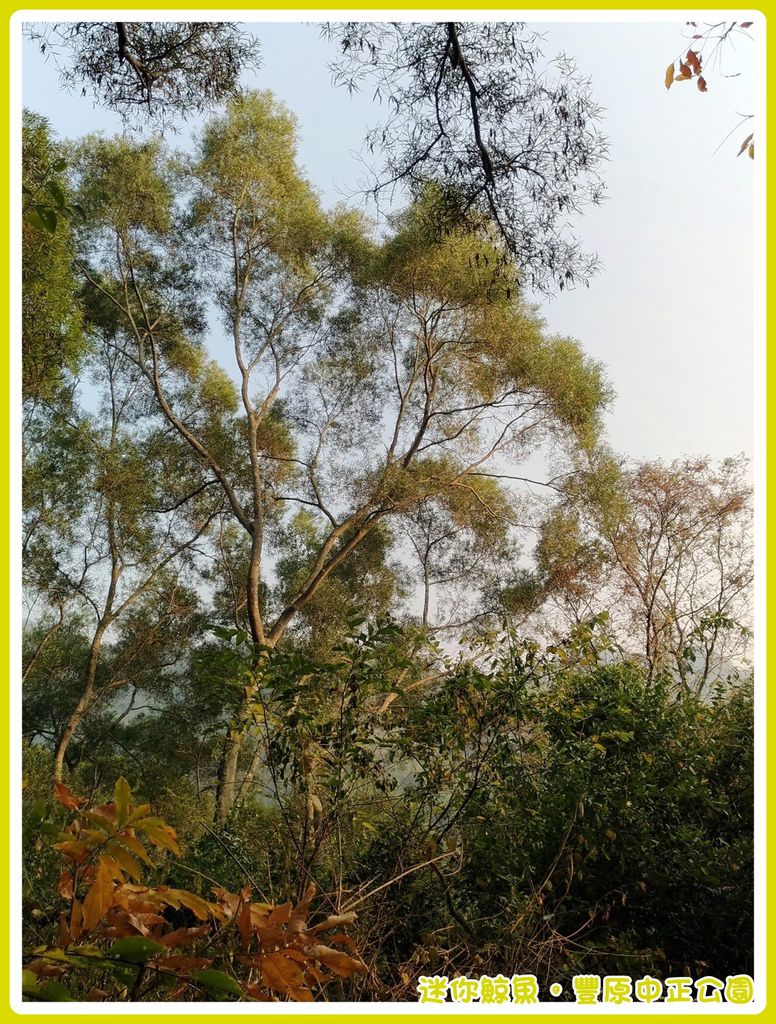 中正公園37.jpg 中正公園37.jpg