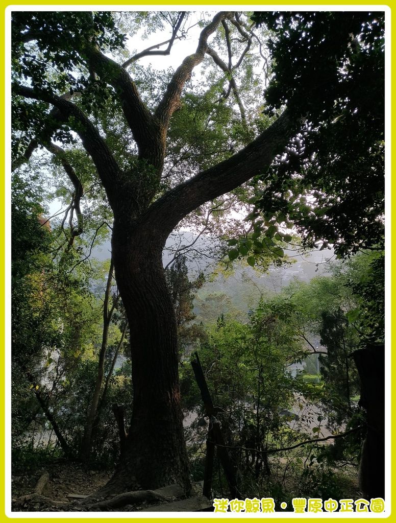 中正公園39.jpg 中正公園39.jpg