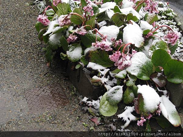 植物上也舖滿雪~