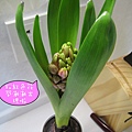 201002風信子花苞.jpg