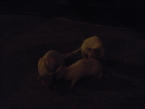 ˙在百貨附近的一個小停車場遇到的三隻白貓˙