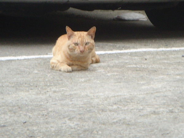 ˙租屋處旁邊停車場出現橘子˙