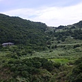 不愧草山名號，滿是綠油油