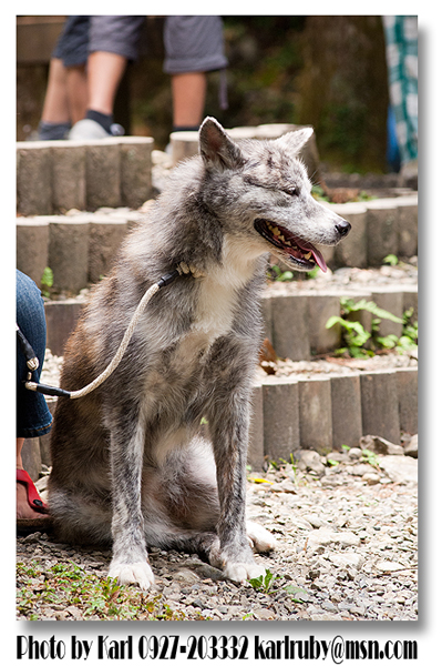 0821秋田犬聚