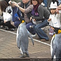 尼克斯海洋公園-企鵝遊行.jpg