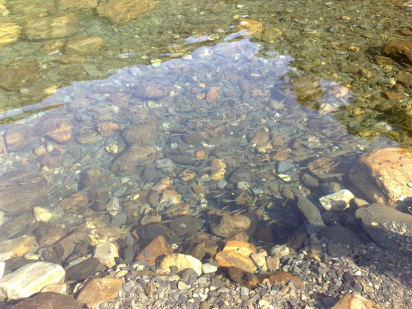 清澈見底的小溪及為數眾多的小魚