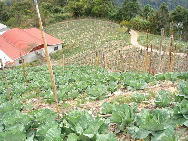 沿路經過的高麗菜園