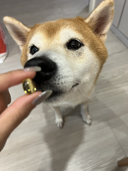 6歲柴犬實測 | 日獸醫監製優固倍魚油EX+飲用羊奶雙保養3