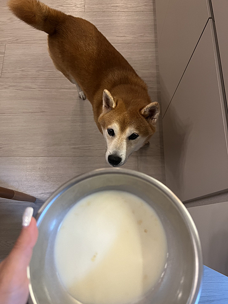 6歲柴犬實測 | 日獸醫監製優固倍魚油EX+飲用羊奶雙保養3