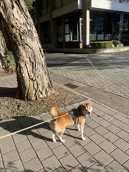 6歲柴犬實測 | 日獸醫監製優固倍魚油EX+飲用羊奶雙保養3