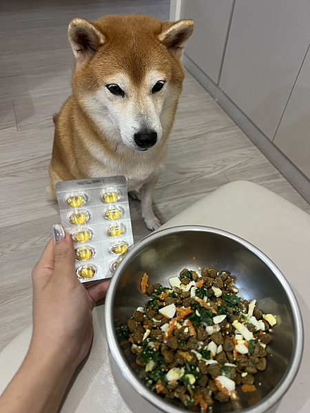 6歲柴犬實測 | 日獸醫監製優固倍魚油EX+飲用羊奶雙保養3