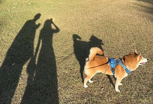 6歲柴犬實測 | 日獸醫監製優固倍魚油EX+飲用羊奶雙保養3