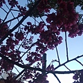 池袋東口的櫻花，雖然拍的不漂亮ˊˋ