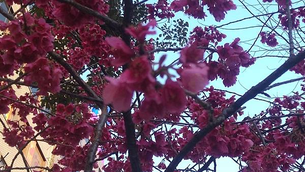 池袋東口的櫻花，雖然拍的不漂亮ˊˋ