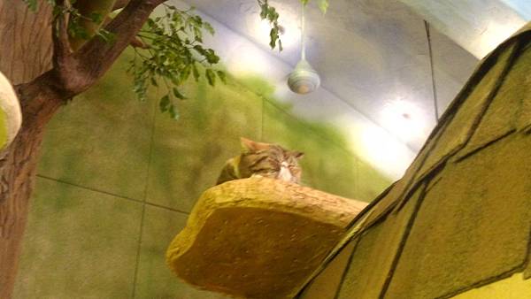 不思議なネコの森『CatCafeてまりのおうち』