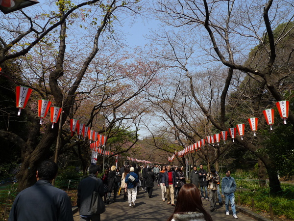 上野公園 櫻花初開