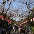 上野公園 櫻花初開