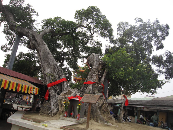 據說在台灣 榕樹通常是村民的社交重要據點 許多的商業活動也以此為中心