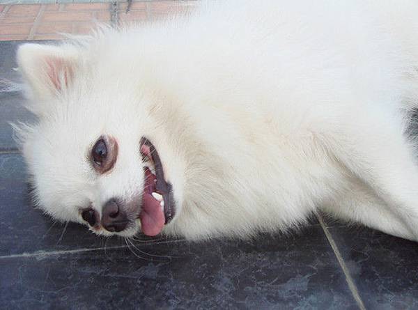 天氣熱躺在大理石上真爽~