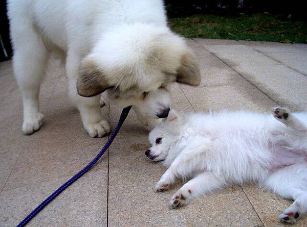 美麗秀出他的招牌動作!