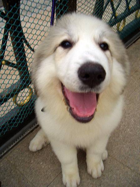 有當大頭狗的天份