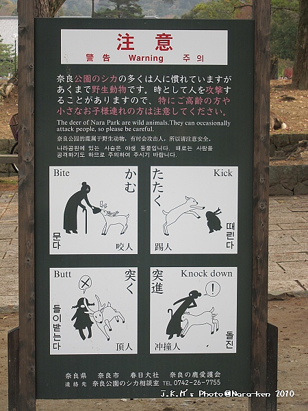 奈良公園-小心鹿