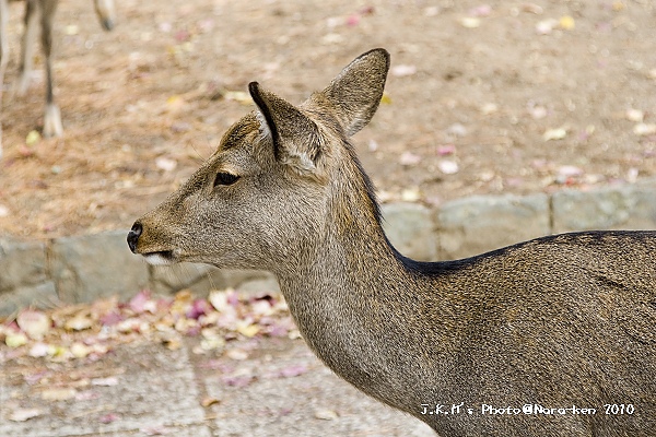 奈良公園