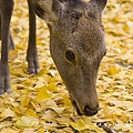 奈良公園