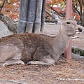 奈良公園