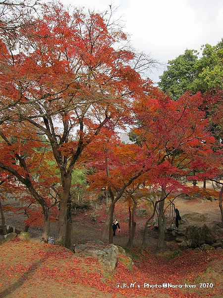 奈良公園